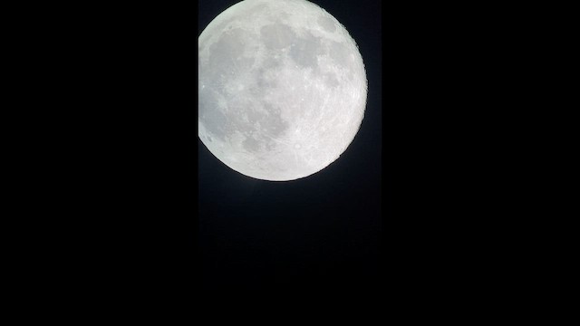 Птах sp. - ML647520834