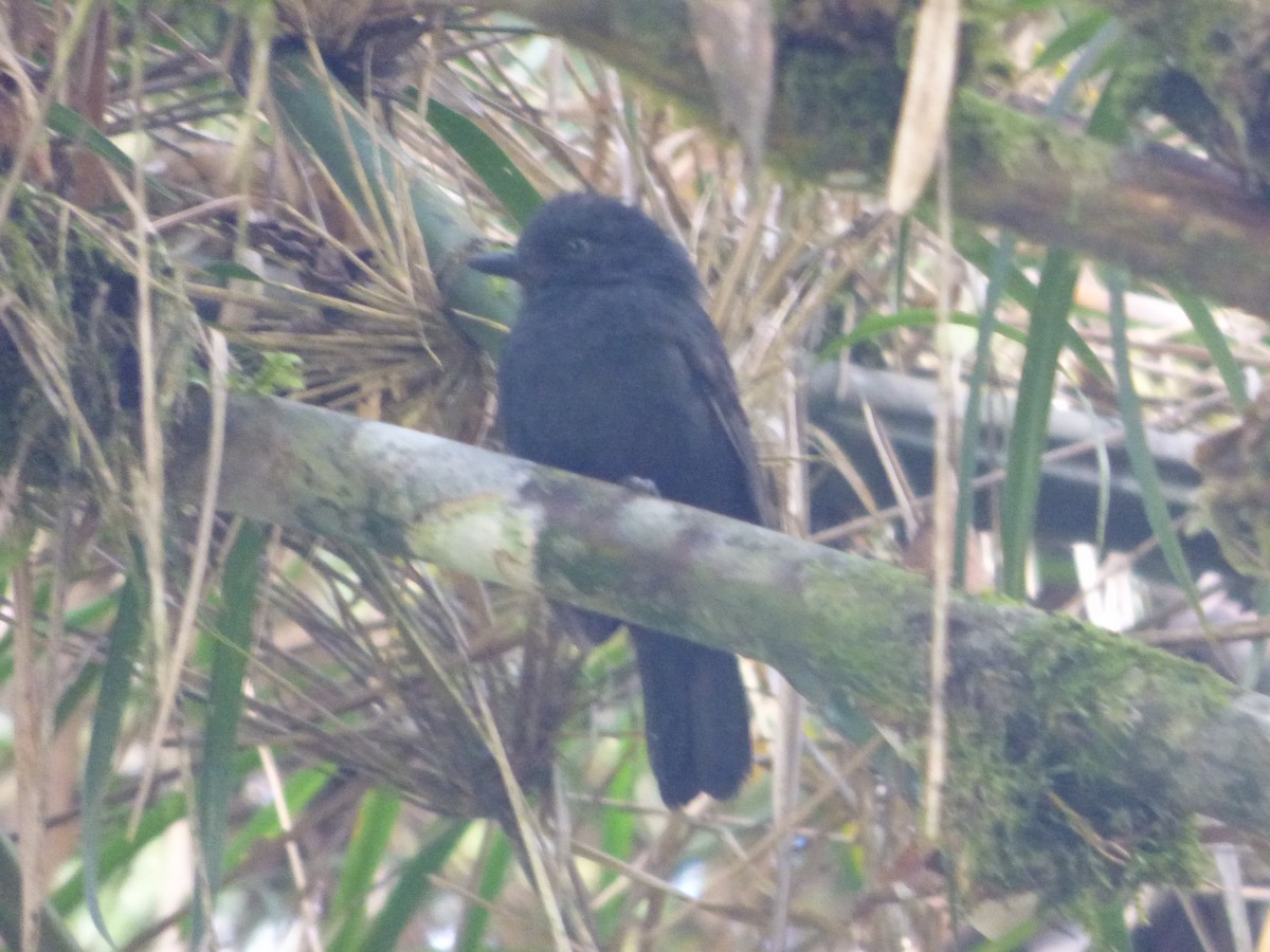 Uniform Antshrike - ML647520842