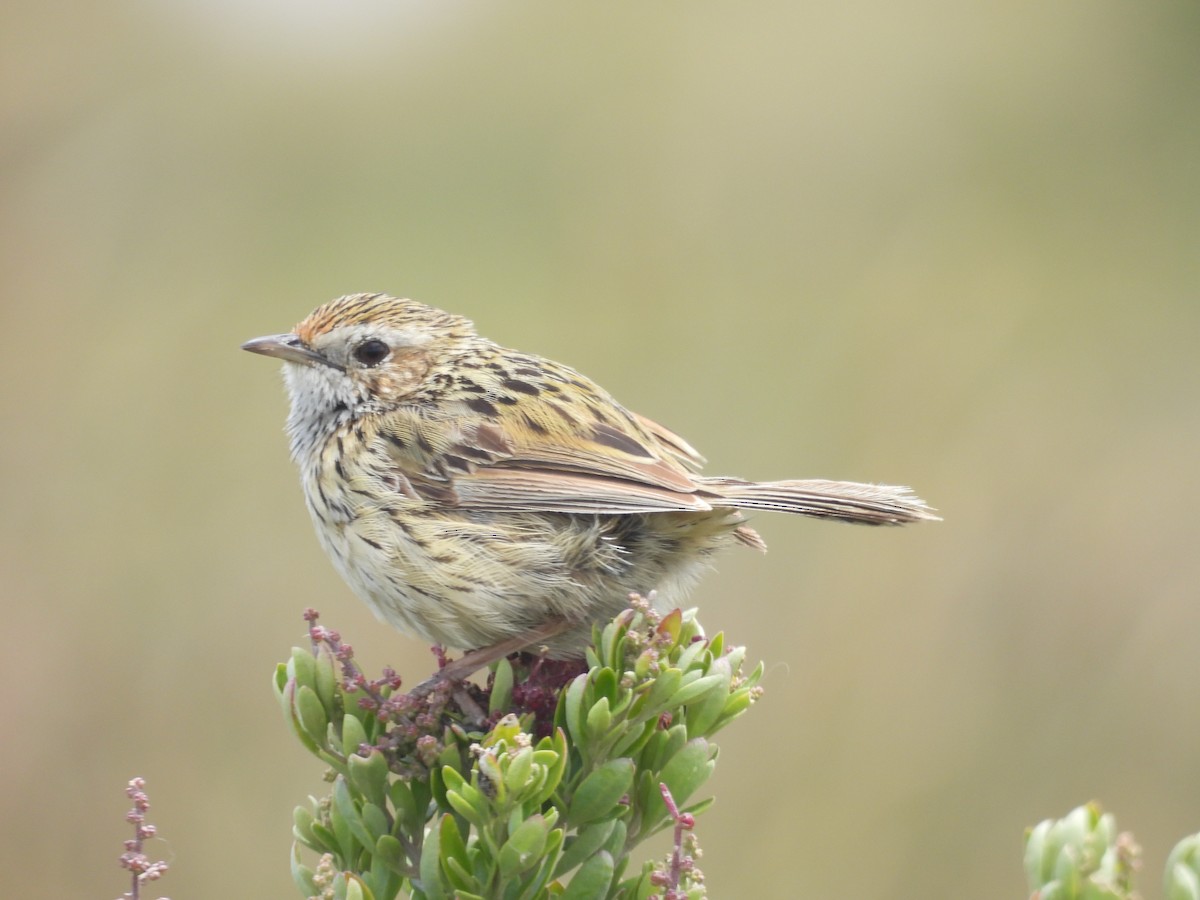 Striated Fieldwren - ML647520844