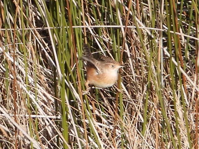 Sedge Wren - ML647520845