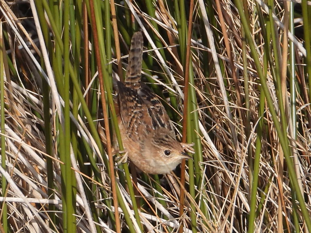 Sedge Wren - ML647520846