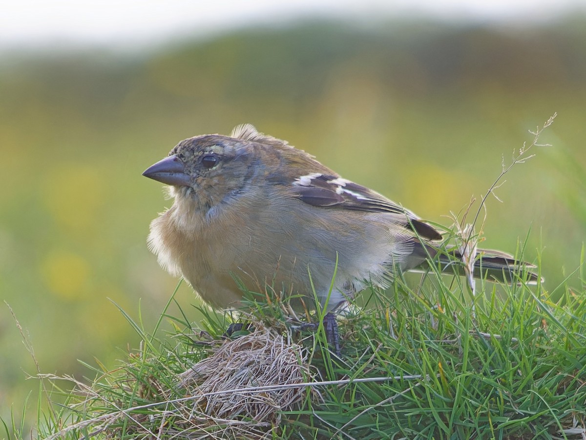 Azores Chaffinch - ML647520853