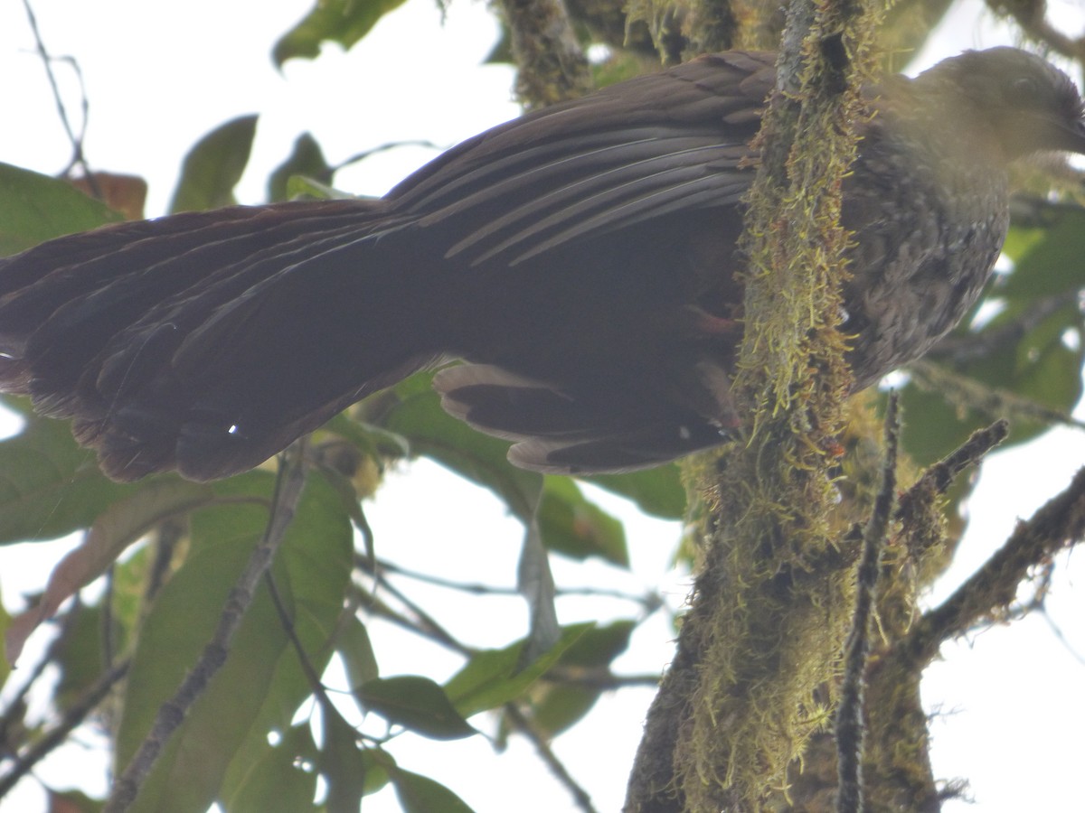 Andean Guan - ML647520881