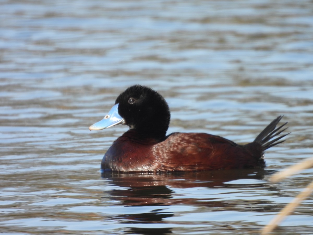 Blue-billed Duck - ML647520895