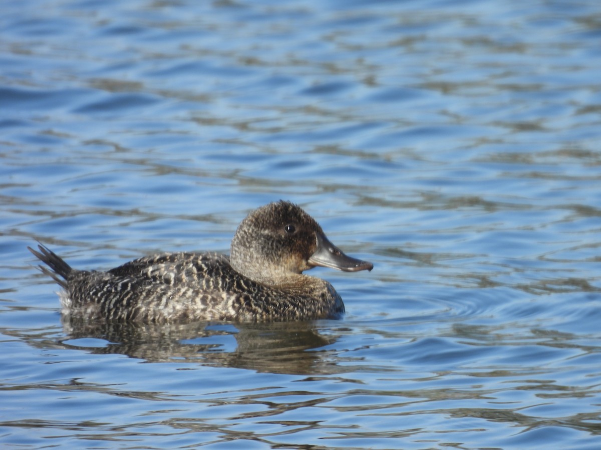 Blue-billed Duck - ML647520896