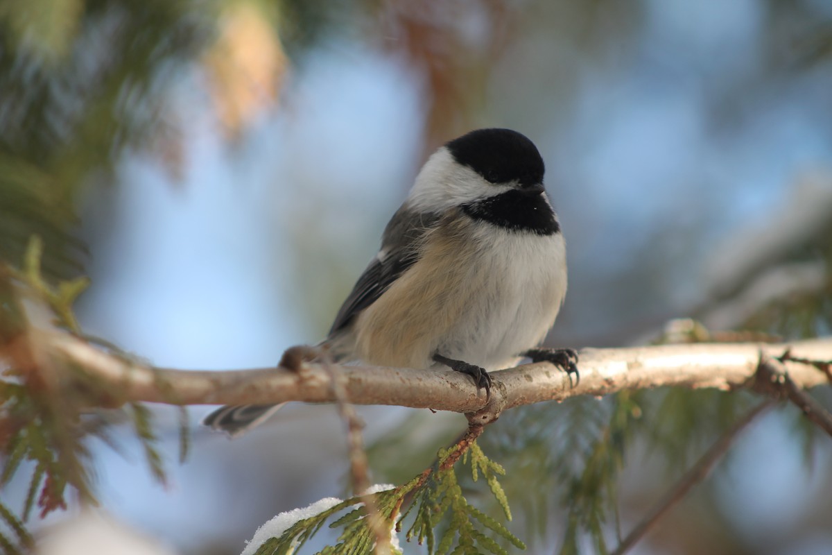 Гаїчка світлокрила - ML647520906