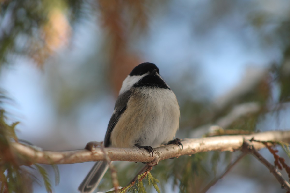 Гаїчка світлокрила - ML647520907