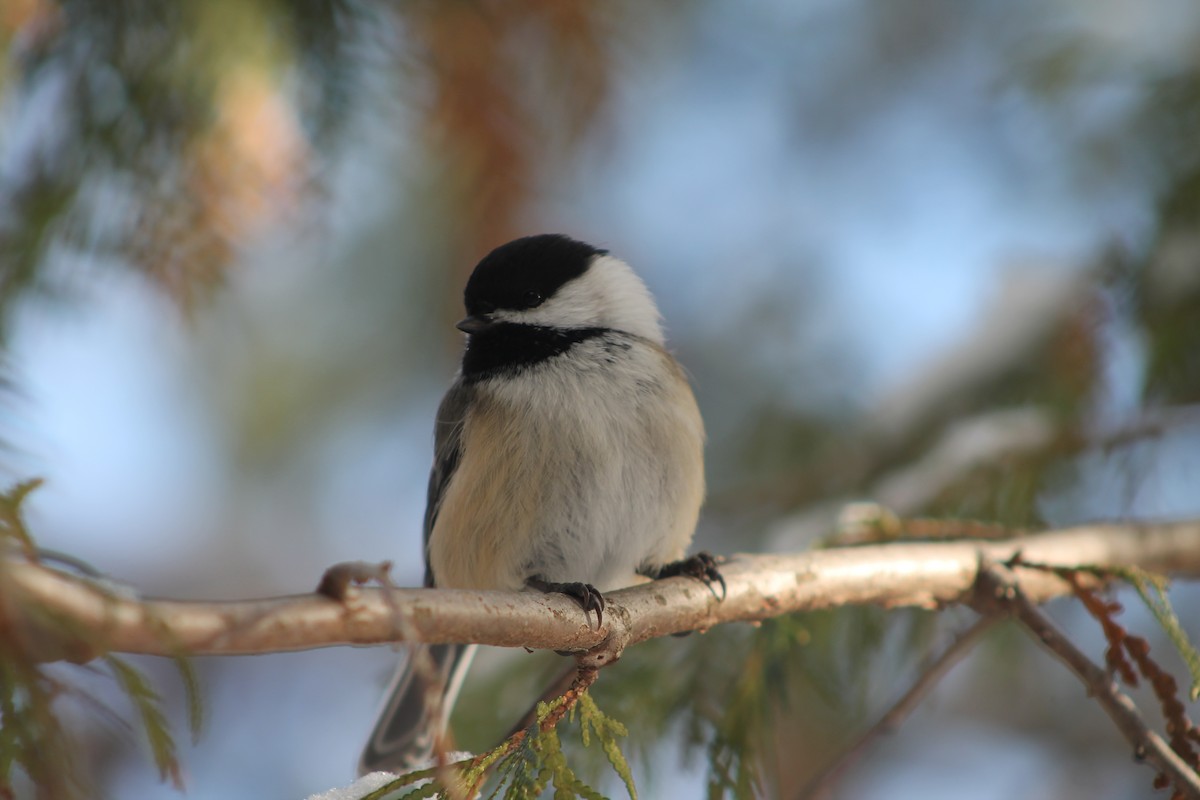 Гаїчка світлокрила - ML647520908