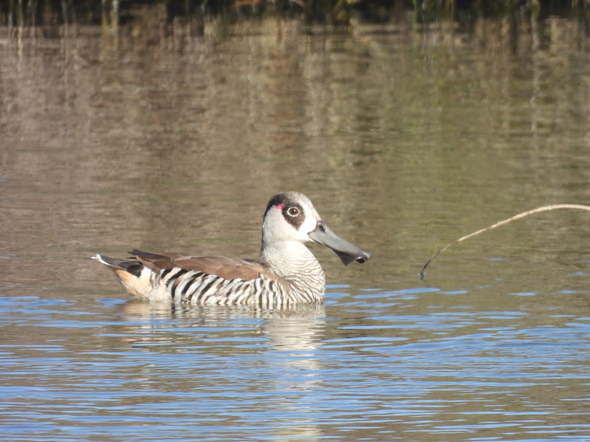 Pink-eared Duck - ML647520917
