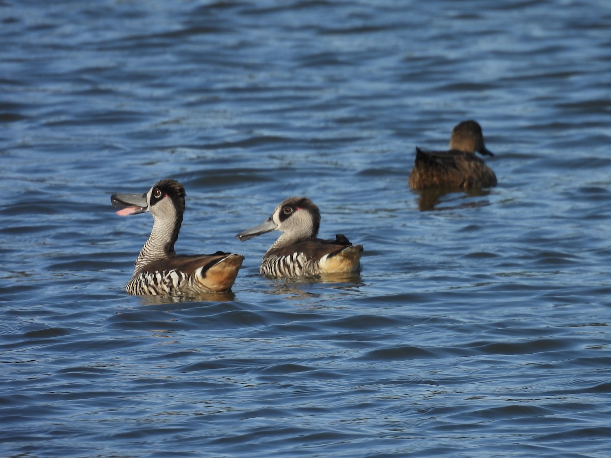 Pink-eared Duck - ML647520919