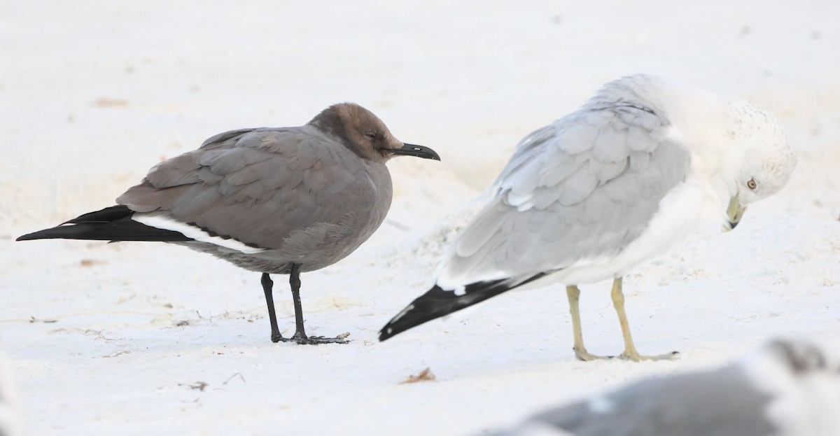 ハイイロカモメ - ML647520925