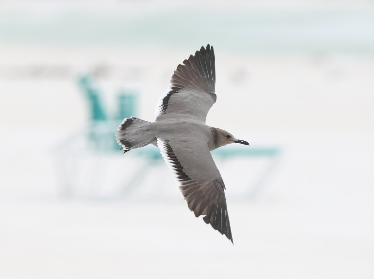 ハイイロカモメ - ML647520947