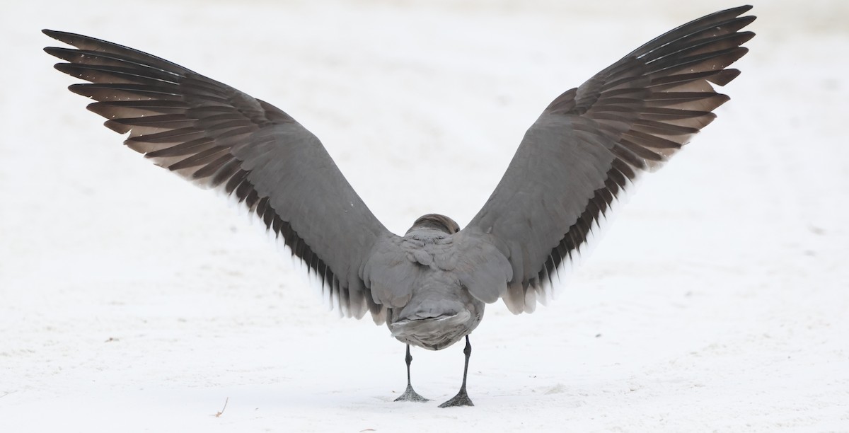 ハイイロカモメ - ML647520948