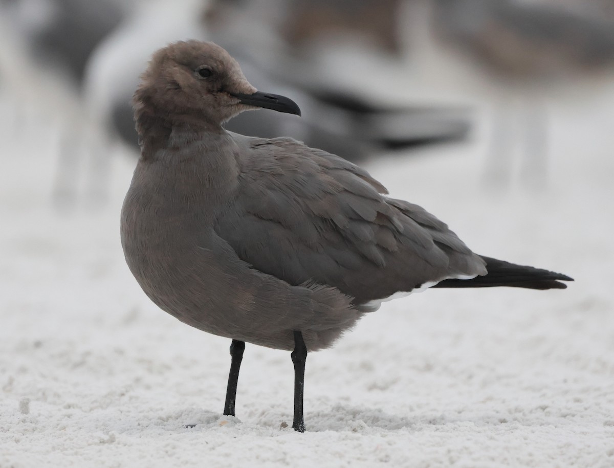 ハイイロカモメ - ML647520949