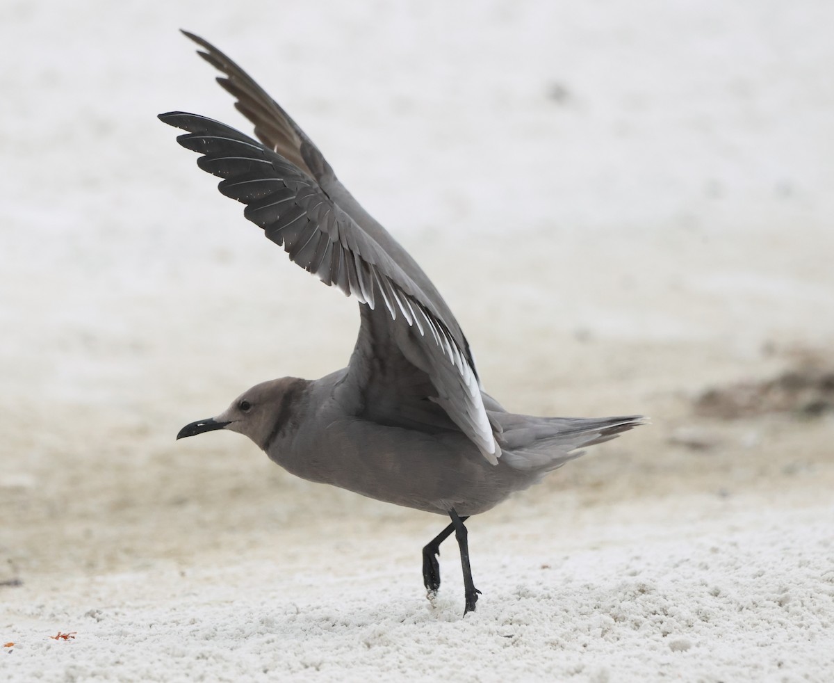 ハイイロカモメ - ML647520950