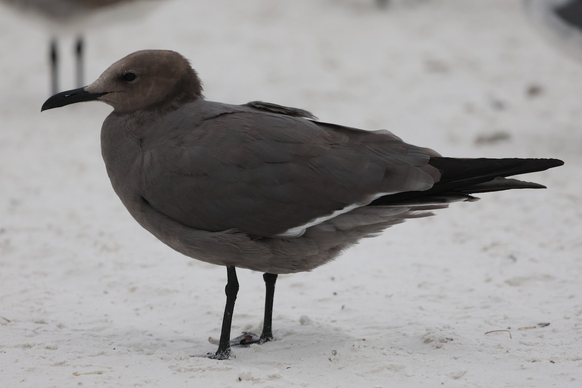 ハイイロカモメ - ML647520951