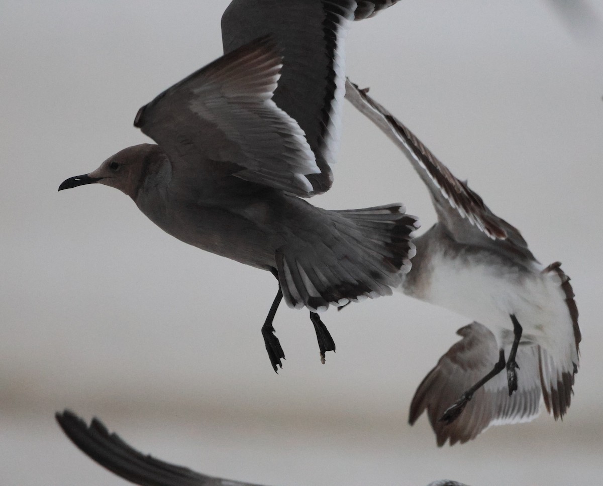 ハイイロカモメ - ML647520952