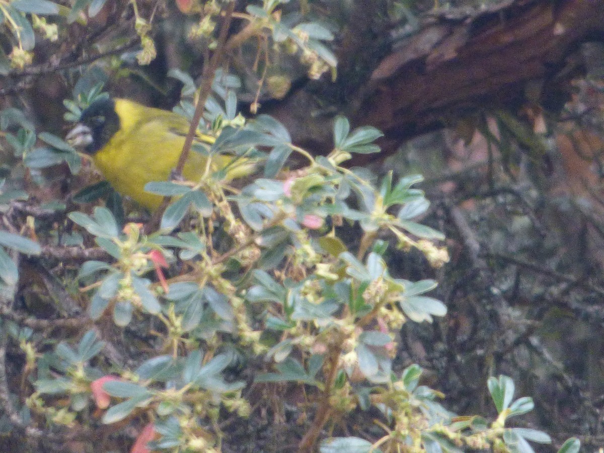 Thick-billed Siskin - ML647520975