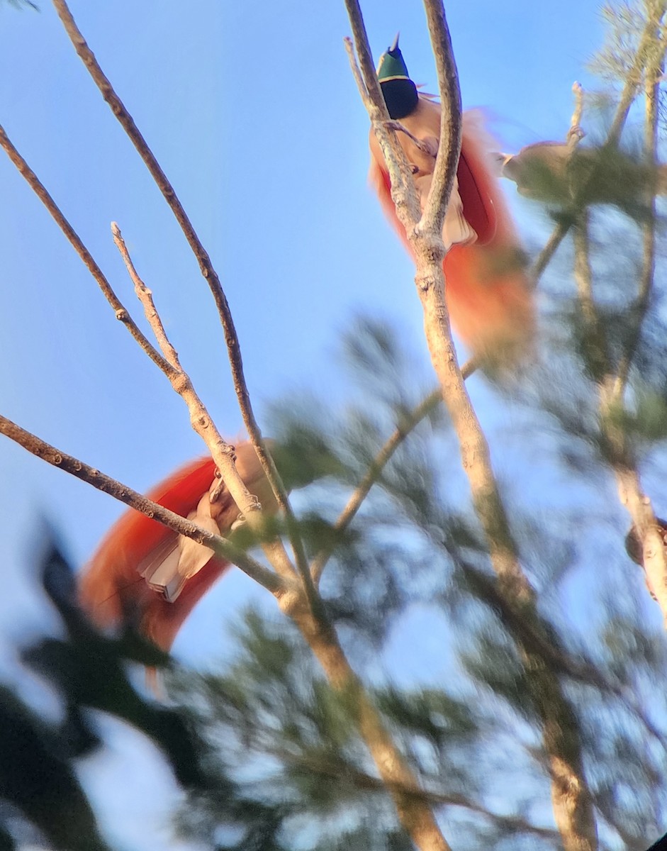 Raggiana Bird-of-Paradise - ML647521042