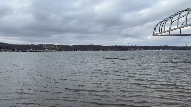 Попелюх американський - ML647521053