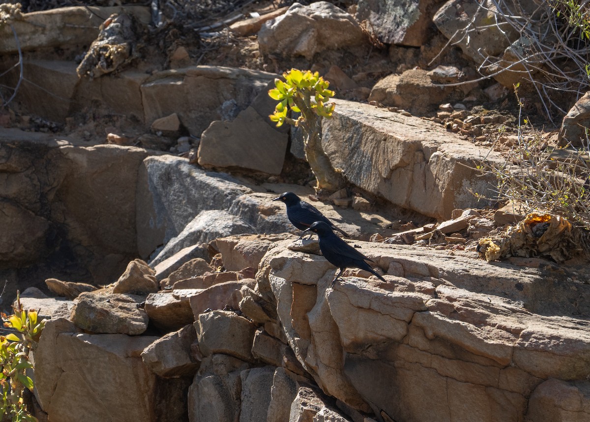 Pale-winged Starling - ML647521089