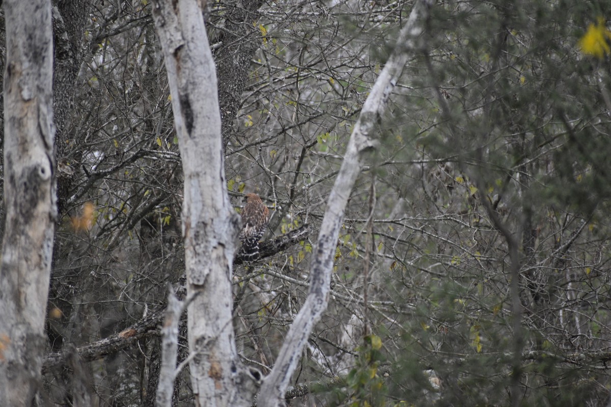 Red-shouldered Hawk - ML647521111