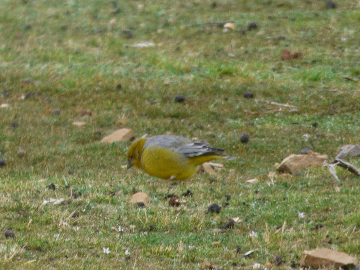 キゴシキンノジコ - ML647521149