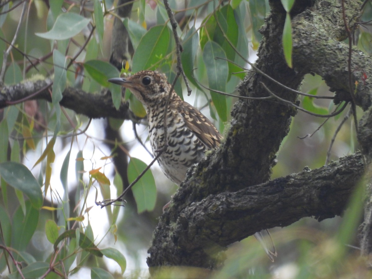 Sedefli Ardıç - ML647521151