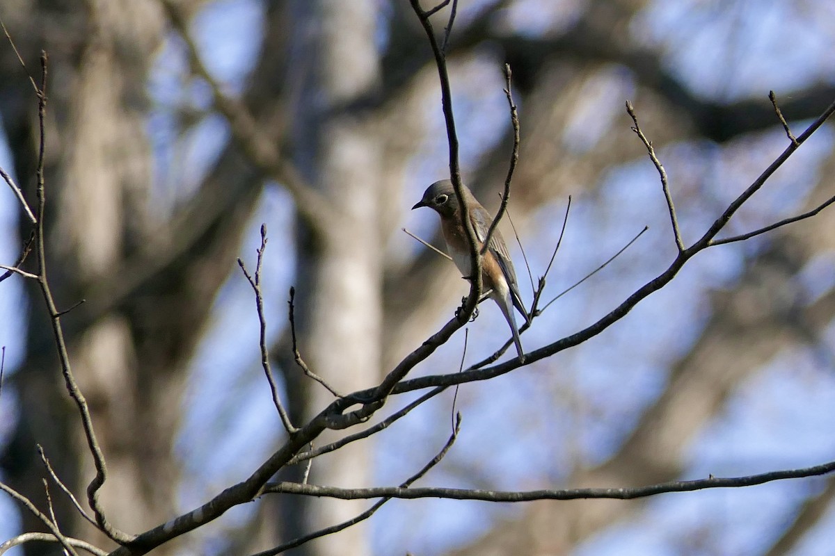 Eastern Bluebird - ML647521154