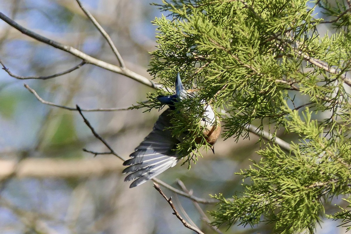 Eastern Bluebird - ML647521155