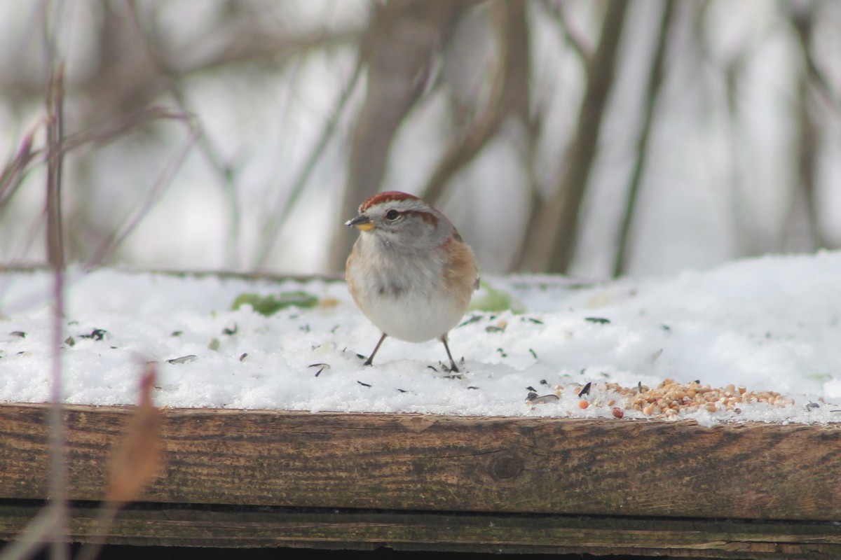 American Tree Sparrow - ML647521159