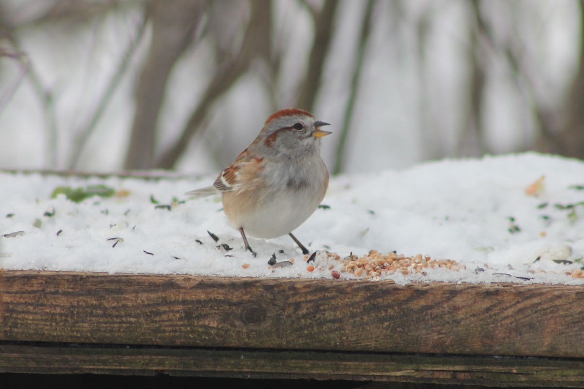 American Tree Sparrow - ML647521160