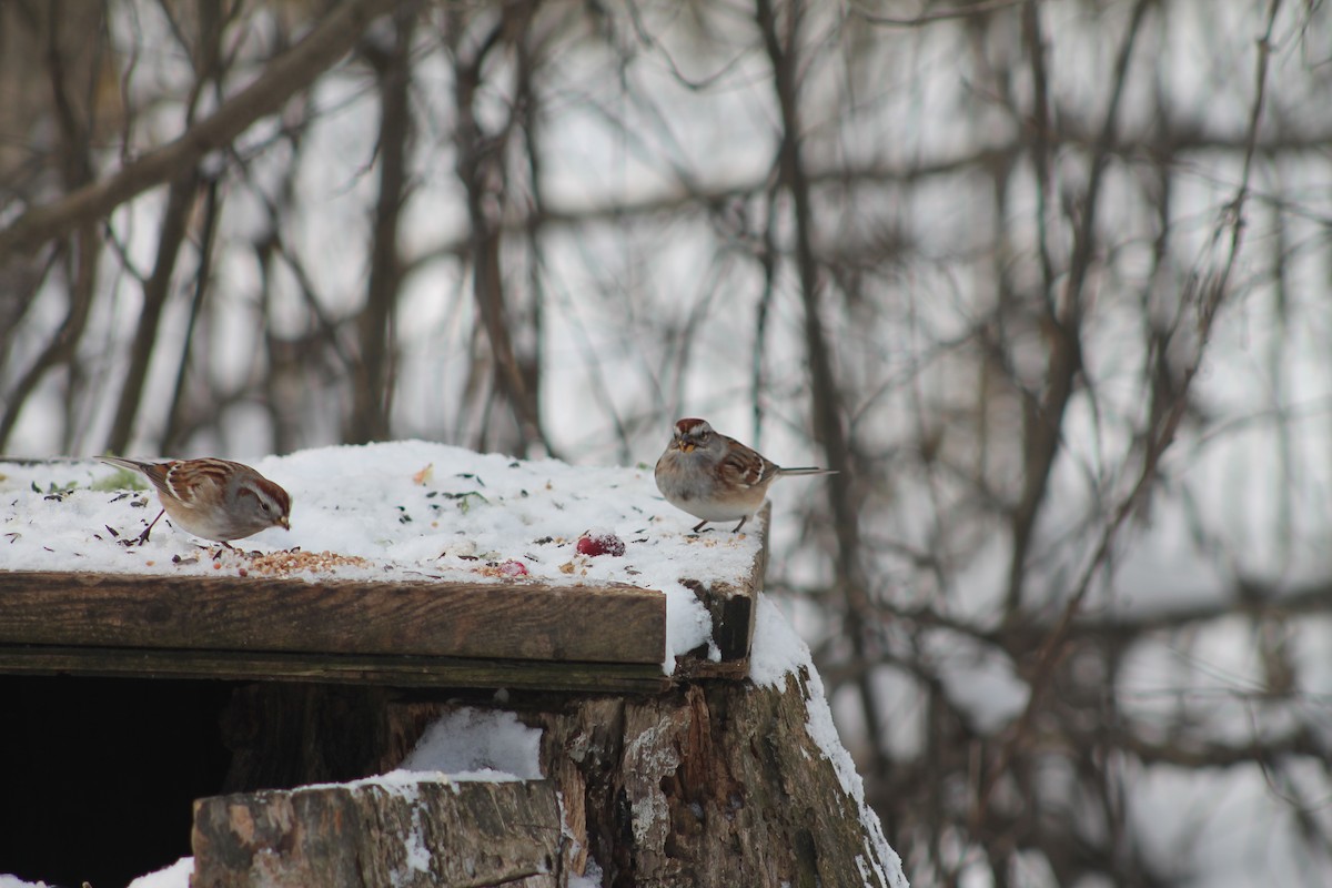 American Tree Sparrow - ML647521163
