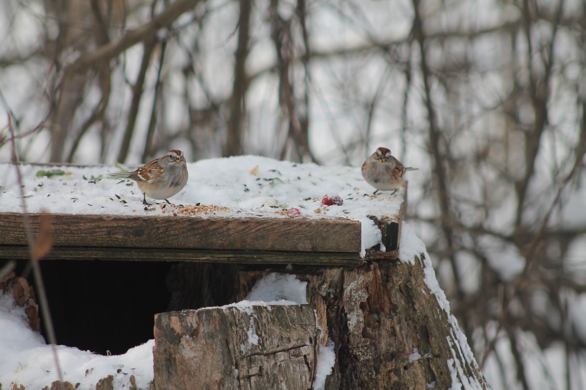 American Tree Sparrow - ML647521164