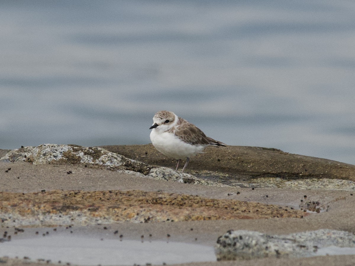 White-faced Plover - ML647521165