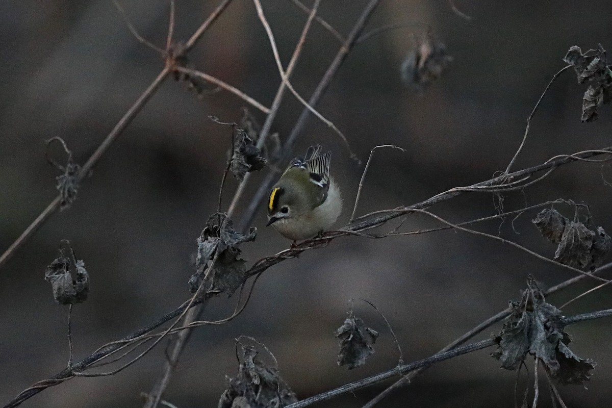 Goldcrest - ML647521167