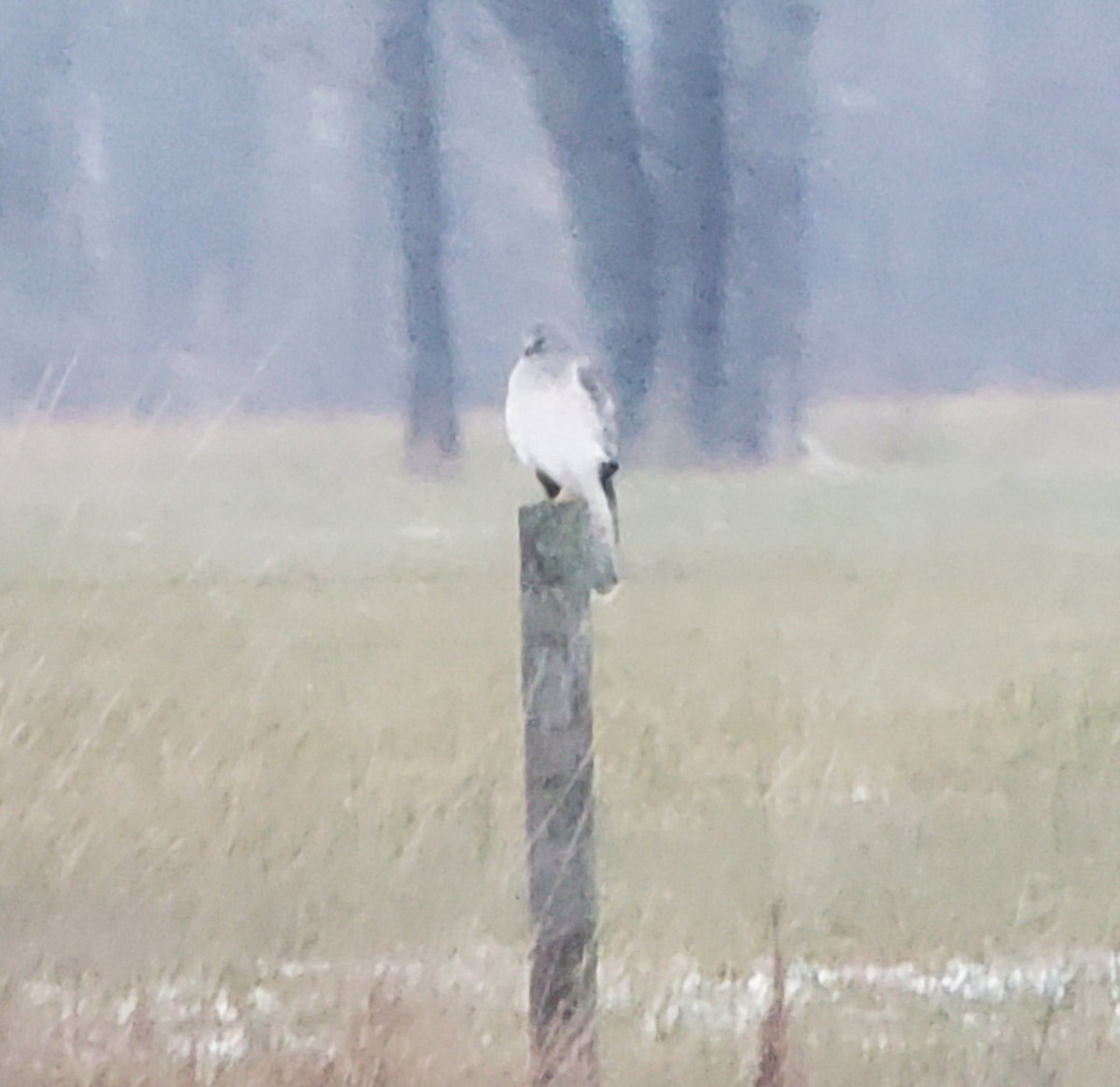 Northern Harrier - ML647521169