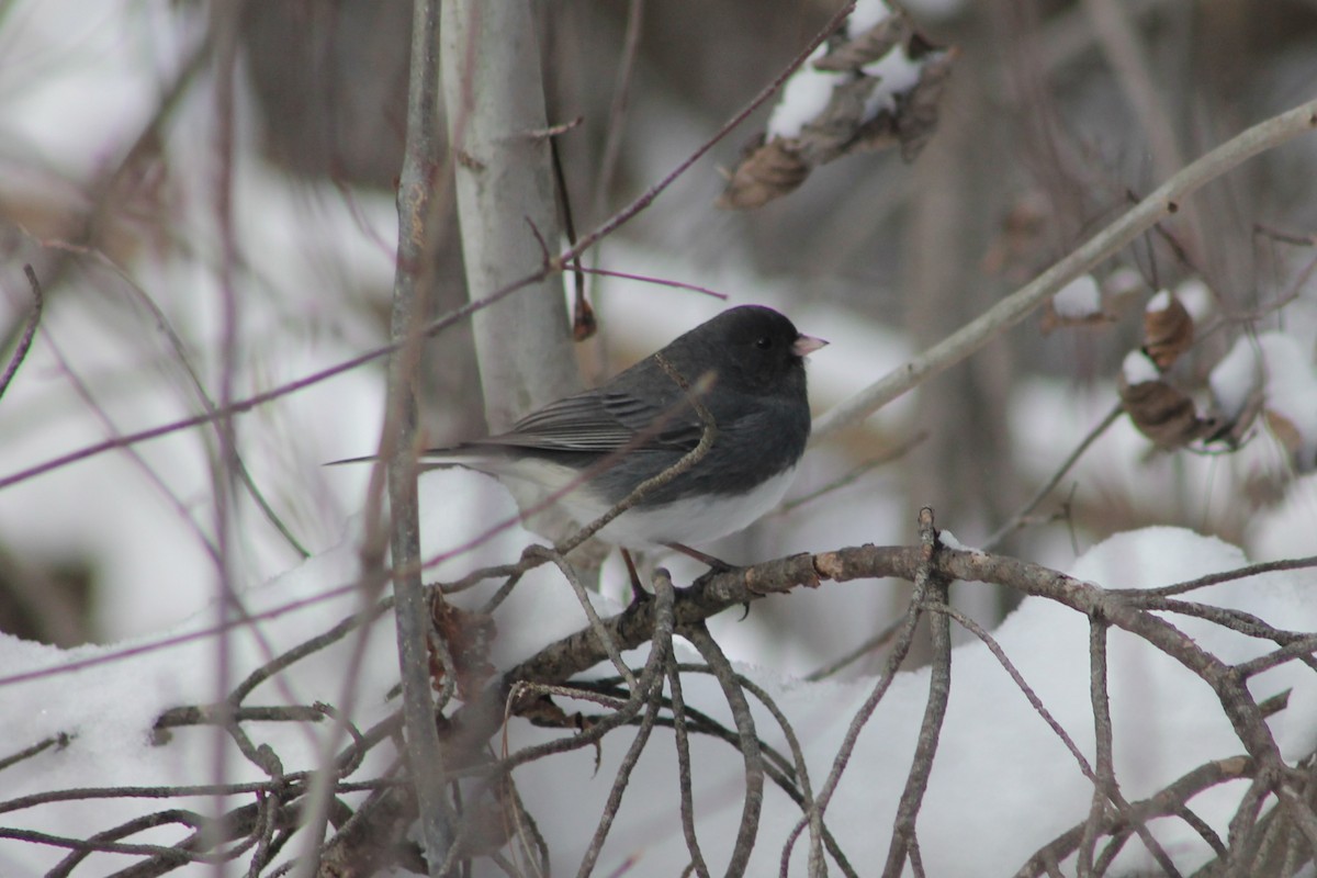Dark-eyed Junco - ML647521170