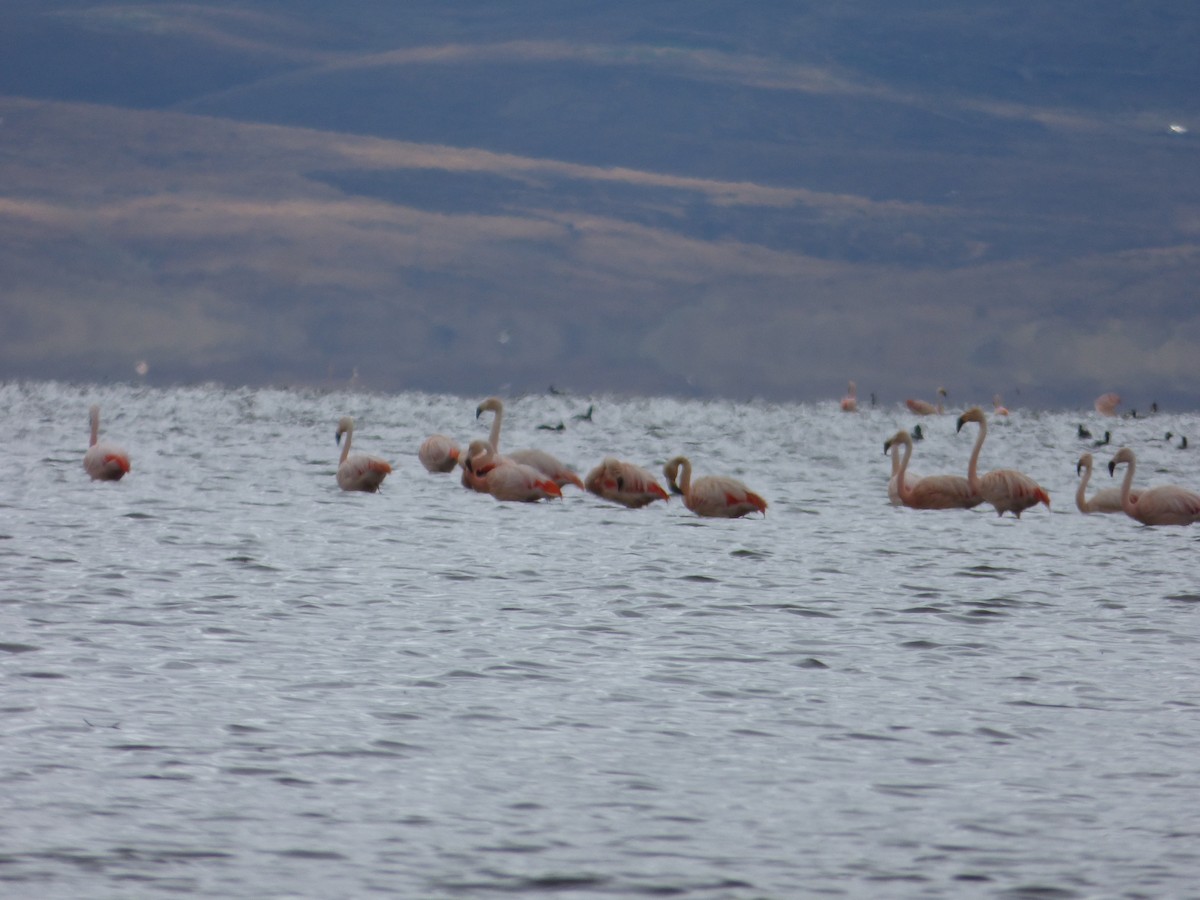 Chilean Flamingo - ML647521172