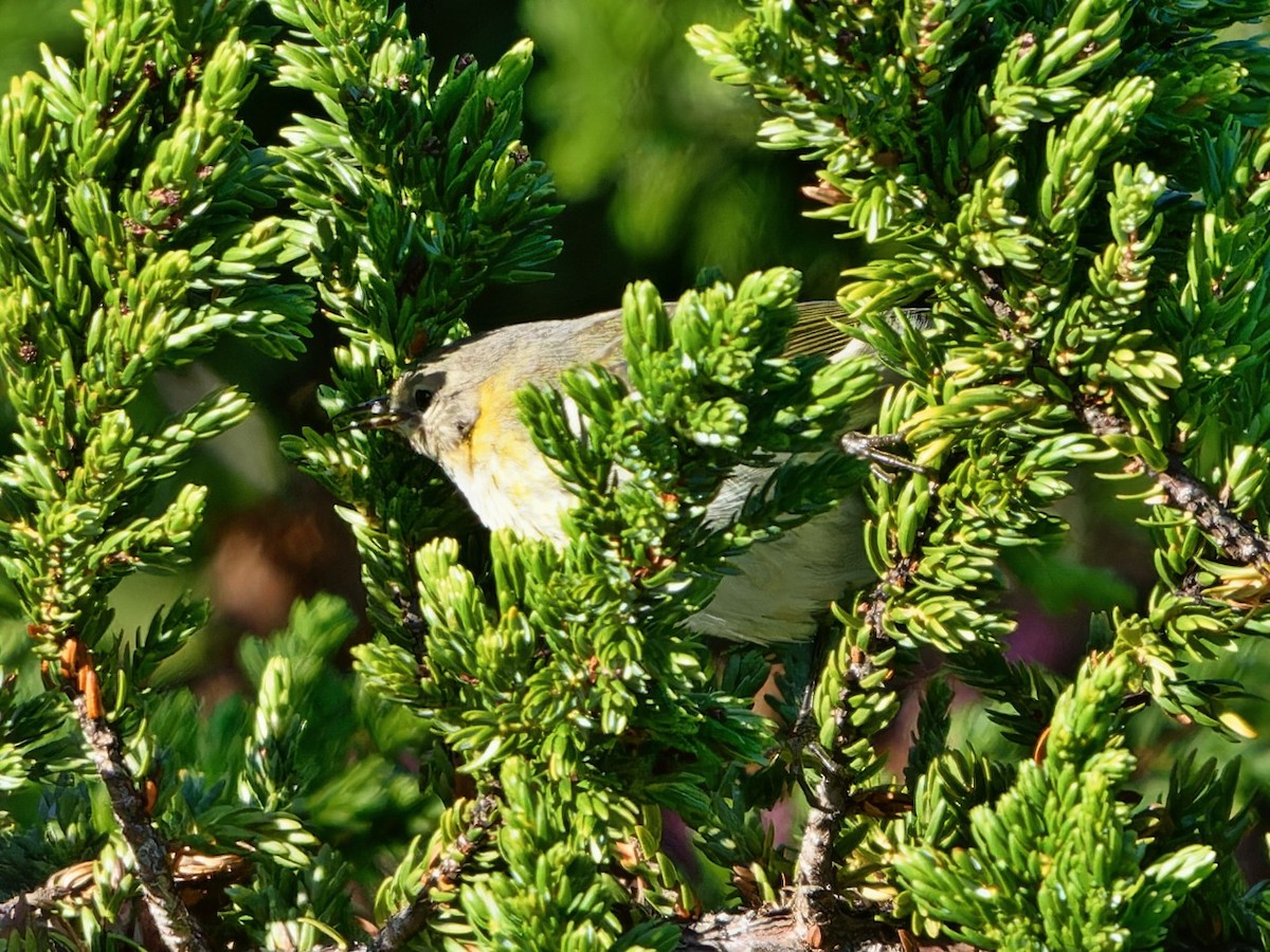 Cape May Warbler - ML647521173