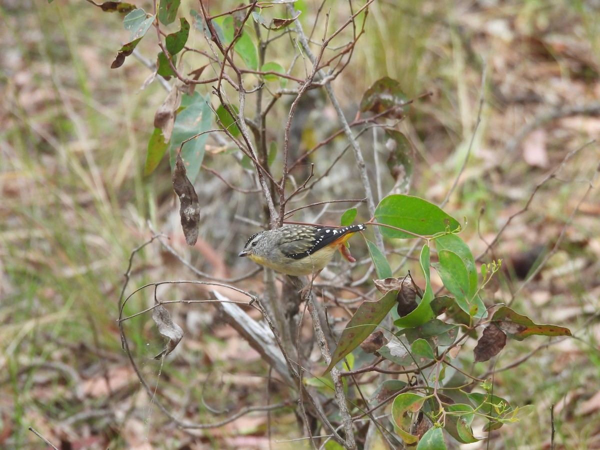 Spotted Pardalote - ML647521174