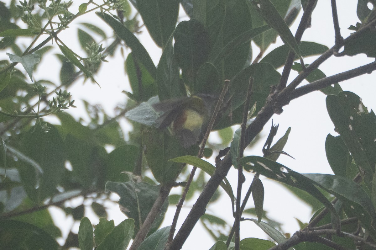 Rufous-rumped Antwren - ML647521177