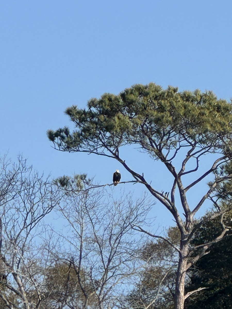 Bald Eagle - ML647521178
