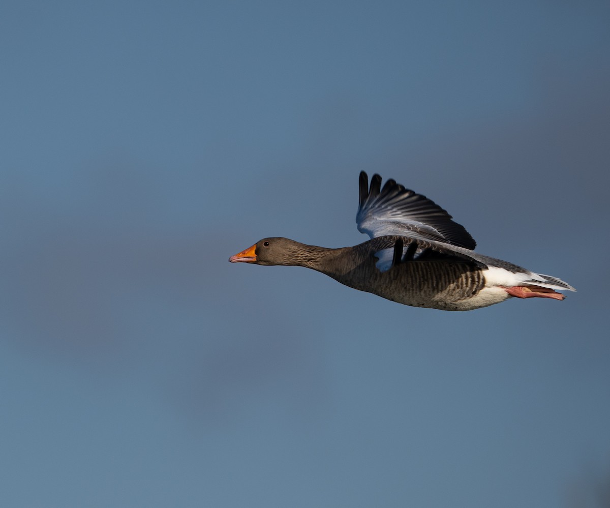 Graylag Goose - ML647521179