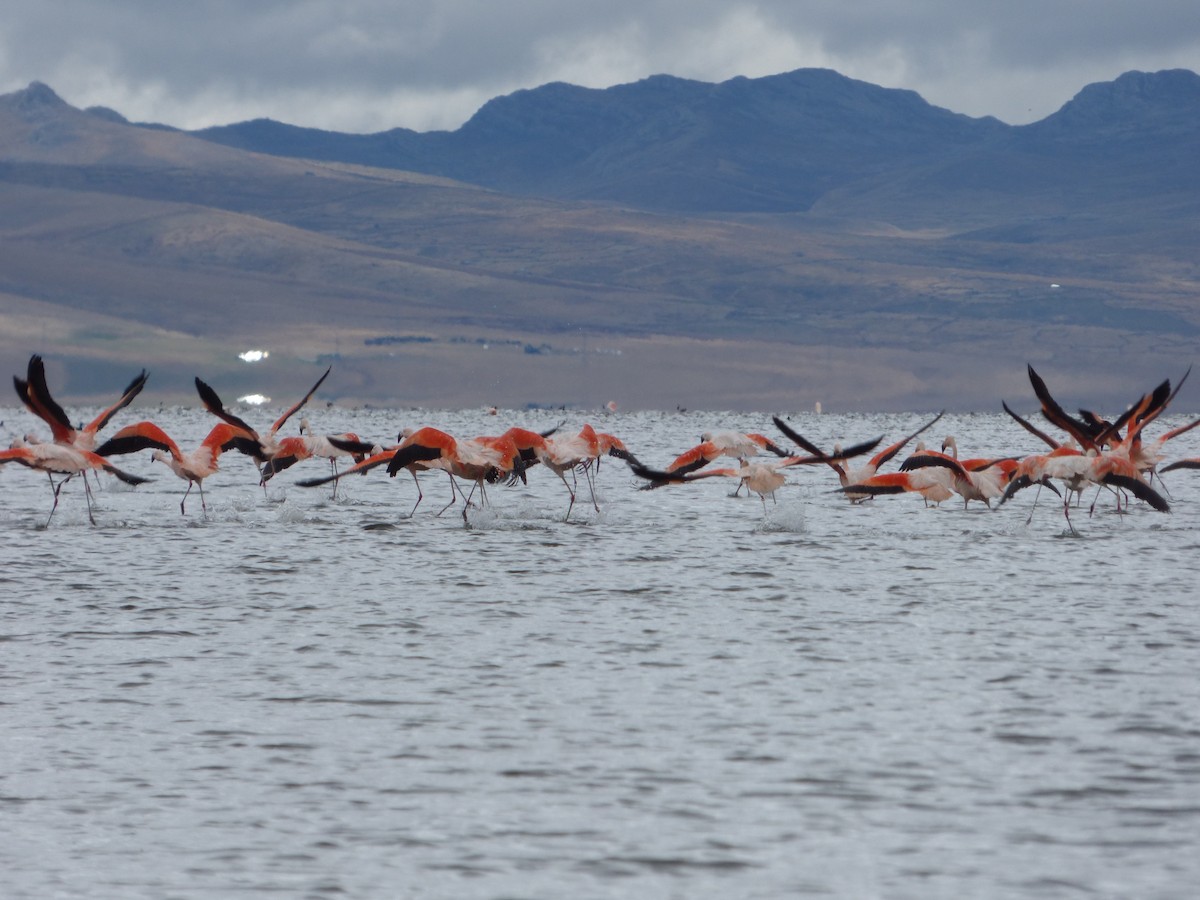 Chilean Flamingo - ML647521180
