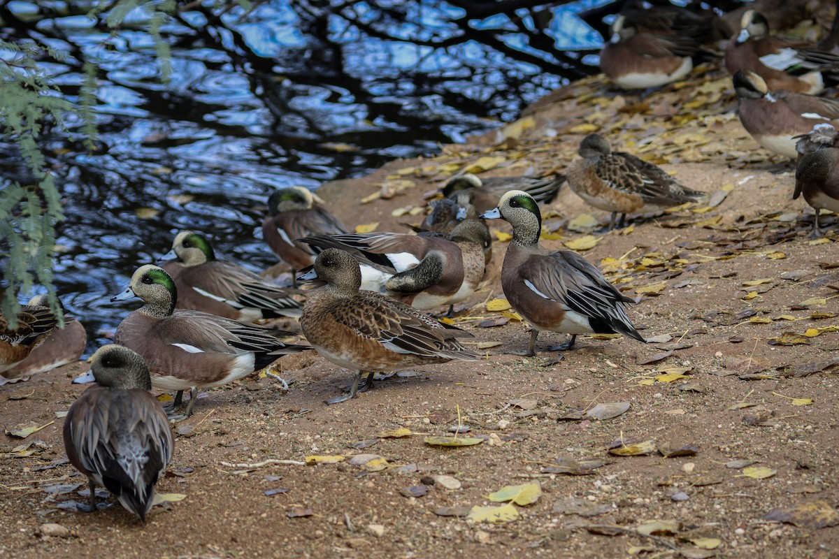 American Wigeon - ML647521182