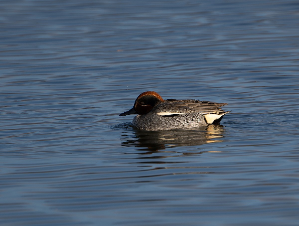 Green-winged Teal - ML647521183