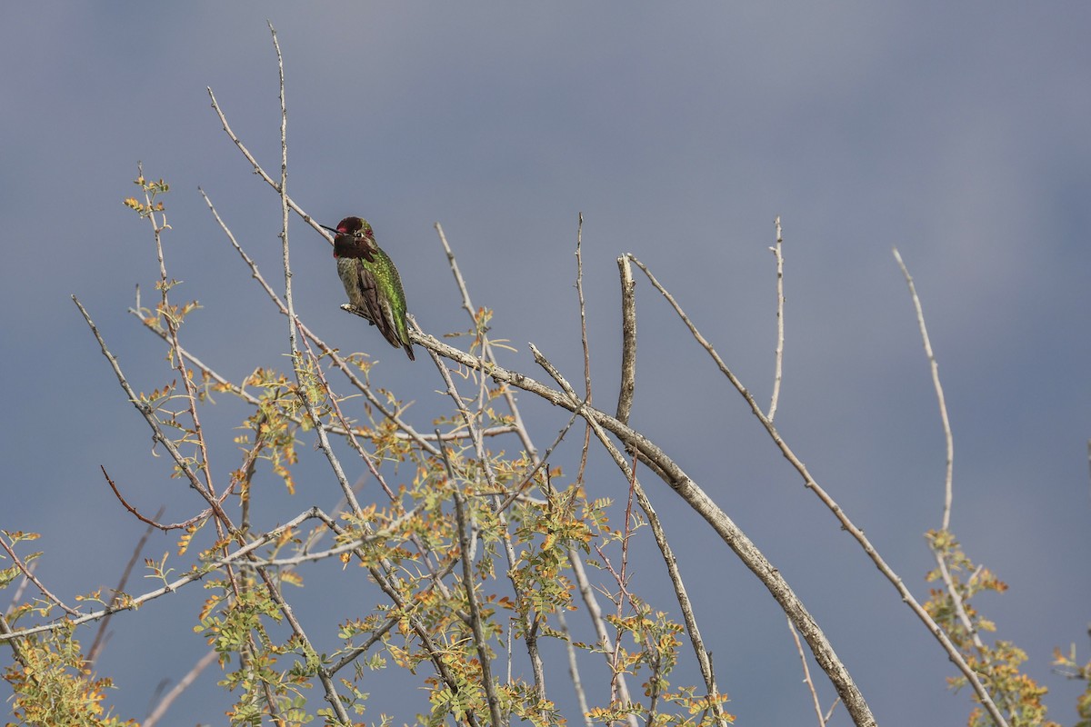Anna's Hummingbird - ML647521185