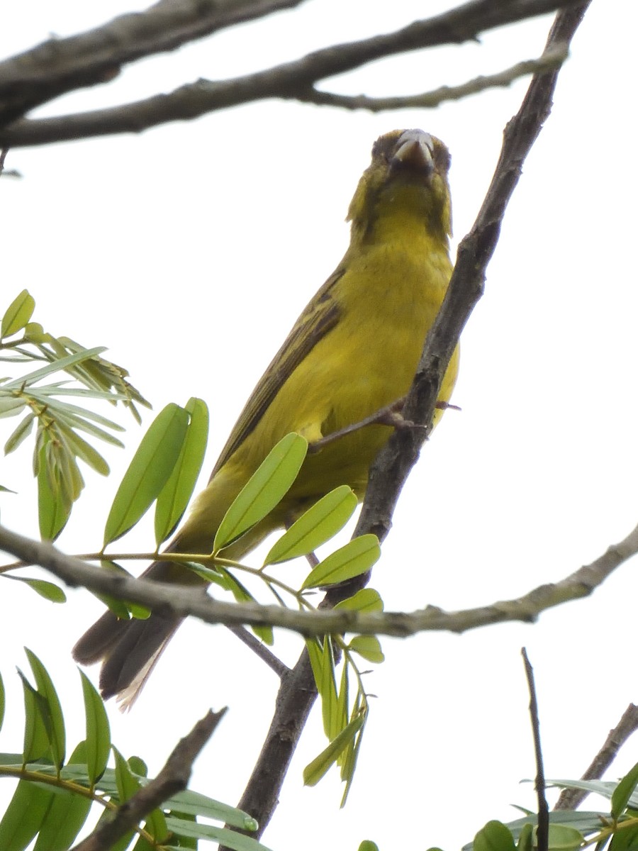 Brimstone Canary - ML647521187
