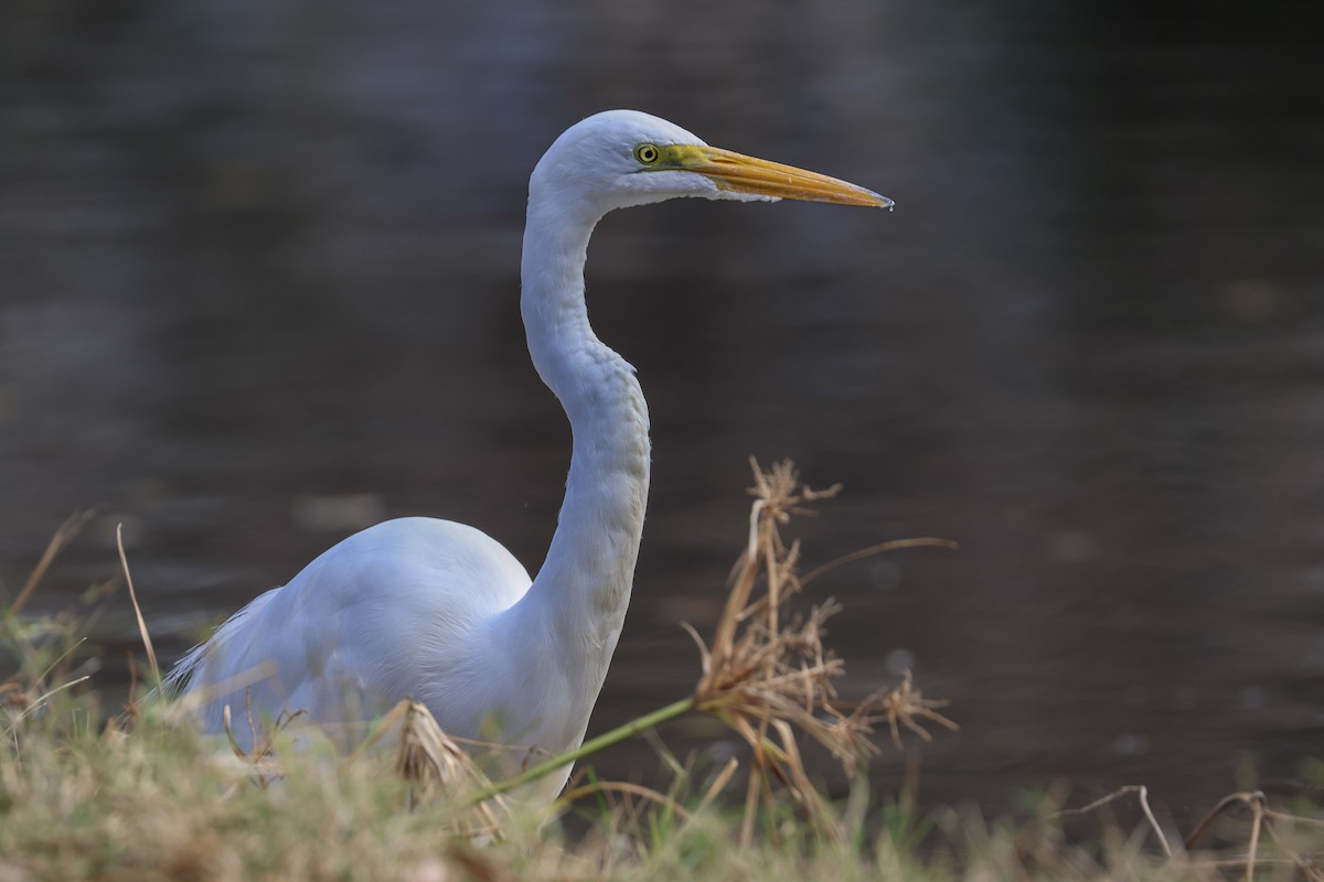 Great Egret - ML647521189